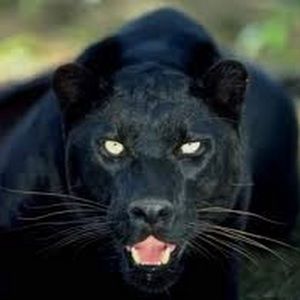 Meet your Posher, Sergio